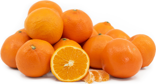 Fresh Pakistani Citrus Fruits | High-Volume Export Supply