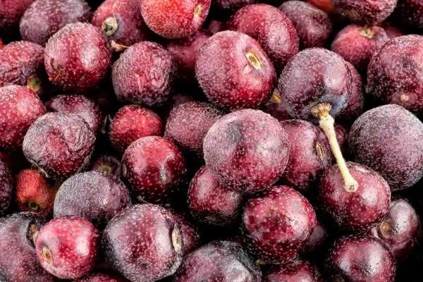Falsa Fruit | International B2B Export from Pakistan